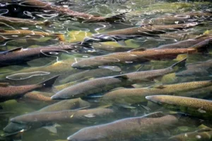 tal adventures lodge salmon and trout