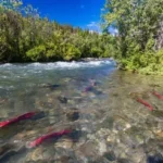 A clear river flows through a lush green forest under a bright blue sky. Several red fish are visible swimming in the river's shallow, stony water. The landscape is vibrant and serene, showcasing the natural beauty of the area.