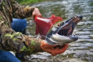 A person in camouflage clothing is holding a large salmon with sharp teeth, near the edge of a river. The salmon has a red body and is being presented facing the camera, highlighting its open mouth and vibrant colors.