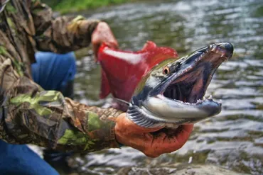 A person in camouflage clothing is holding a large salmon with sharp teeth, near the edge of a river. The salmon has a red body and is being presented facing the camera, highlighting its open mouth and vibrant colors.