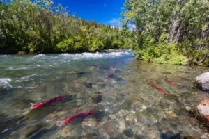 A clear river flows through a lush green forest under a bright blue sky. Several red fish are visible swimming in the river's shallow, stony water. The landscape is vibrant and serene, showcasing the natural beauty of the area.