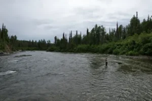 A person stands waist-deep in a wide, shallow river surrounded by lush green trees and a cloudy sky, engaging in fly fishing. The calm water stretches into the distance, bordered by dense forests on either side.