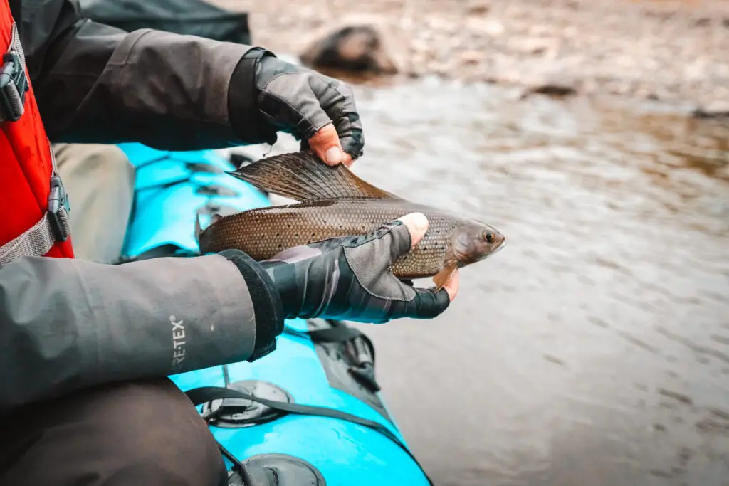 arctic grayling caught on the tal river in alaska