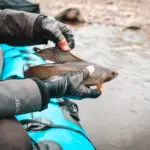 arctic grayling are among the talachulitna river fish species