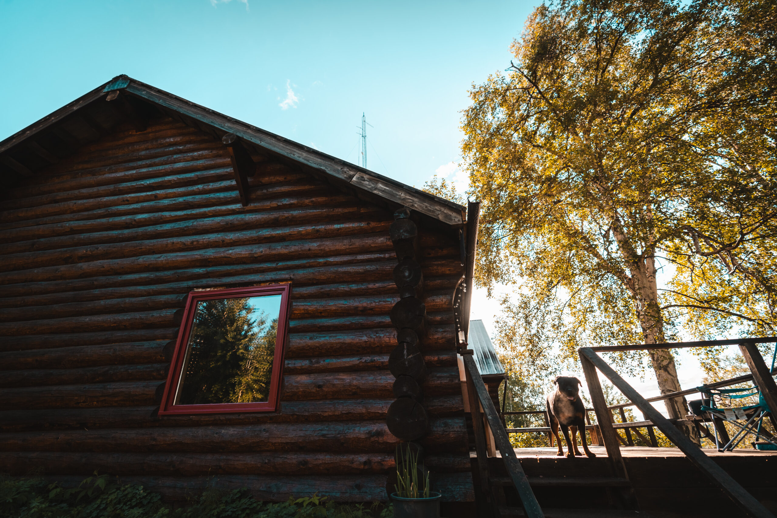 A log cabin with a red-framed window sits under a bright blue sky in the heart of Alaska. A large tree stands next to the cabin, its leaves casting shadows. A dog stands on a wooden deck that leads up to the Tal-Adventures Lodge, where fishing trips await, with sunlight filtering through the trees. ‣ Tal-Adventures Lodge