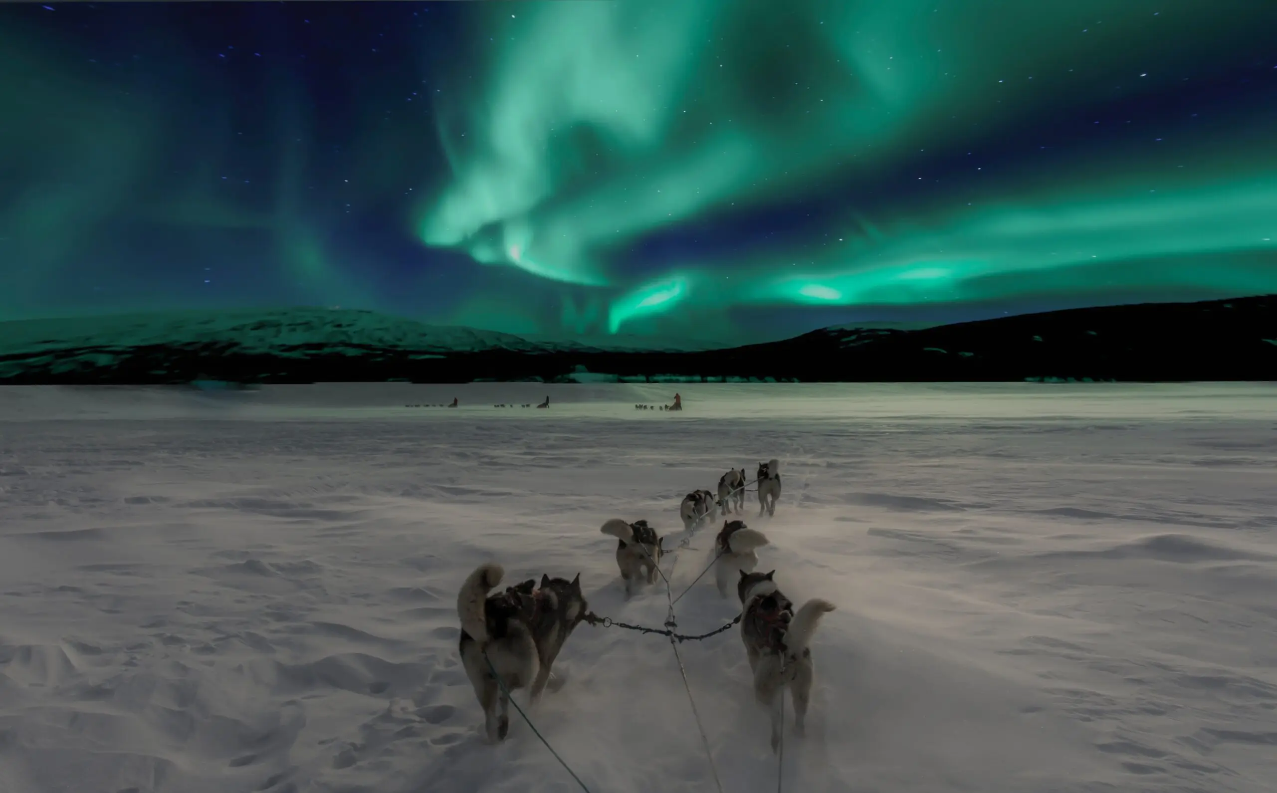 wilderness adventures northern lights with sled dogs running into them at tal-adventures lodge