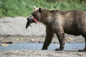 wilderness flight tours in alaska helicopter tours alaska including wilderness flight tours