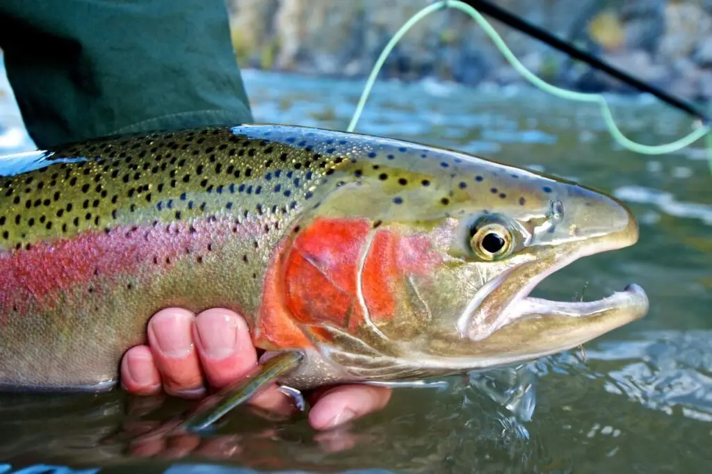 rainbow trout is one of the many talachulitna river species that can be caught with tal-adventures lodge