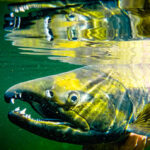 talachulitna fish species chum salmon
