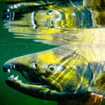 talachulitna fish species chum salmon