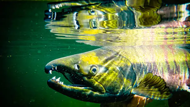 Chum Salmon underwater on Talachulinta River