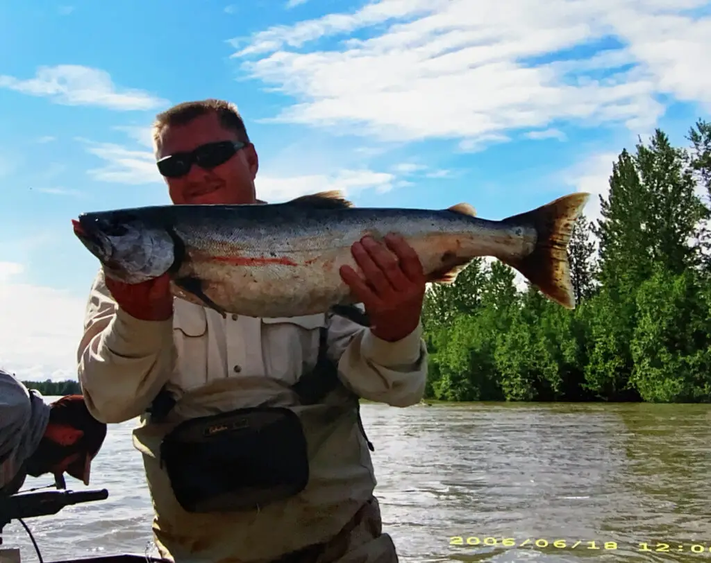 talachulitna river fish species coho salmon