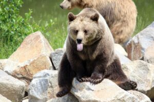 brown bear adventure with tal-adventures lodge on the talachulitna river fishing