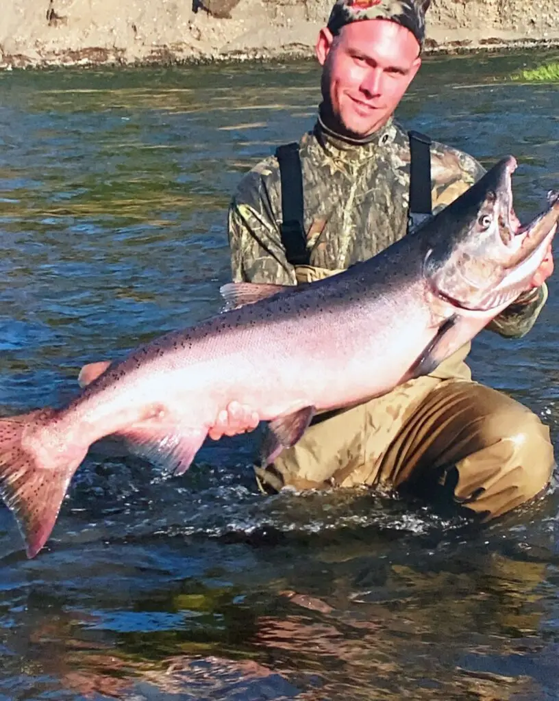 king salmon fishing guided helicopter fishing king salmon caught at tal-adventures alaskan fishing lodge on the talachulitna river