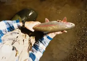 Angling Opportunities