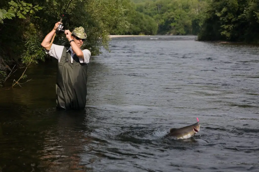 Fisherman,Catches,Of,Salmon,(pink,Salmon),On,The,River. Fisherman,Catches,Of,Salmon,(pink,Salmon),On,The,River. guided fishing trip in remote alaska