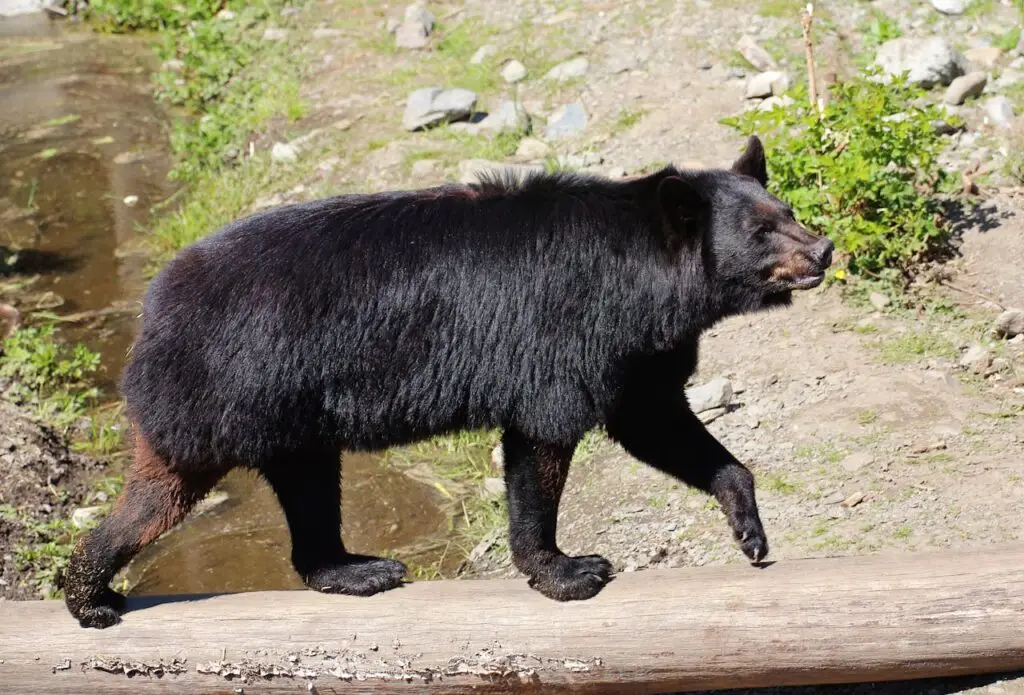 black bear hunting alaska with tal adventures lodge
