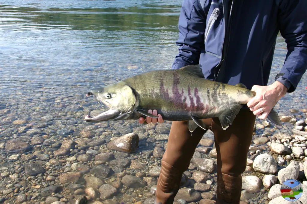 Chum Salmon are found on the talachulitna river fish species