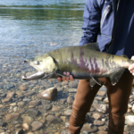 Chum Salmon caught on the talachulitna river