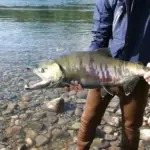 Chum Salmon caught on the talachulitna river
