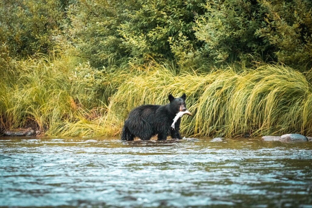 black bear hunting in alaska black bear in river with fish in mouth