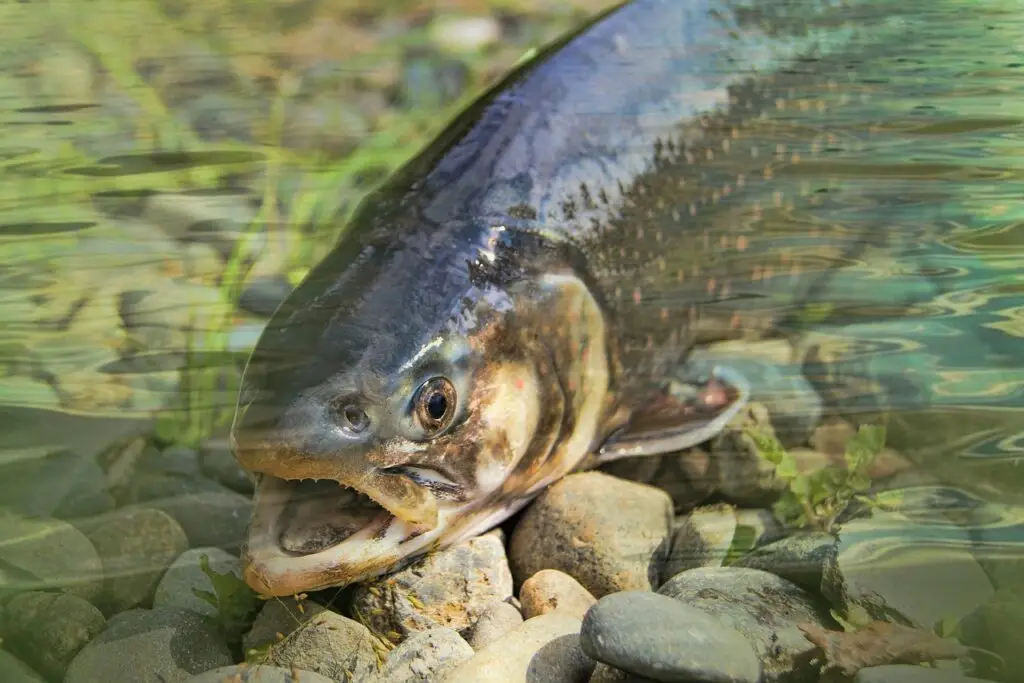 char, dolly varden, trout fishing