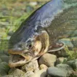 talachulitna river fish species include dolly varden like the one in the image. char, dolly, trout