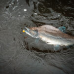 pink salmon aka humpies