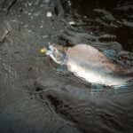 talachulitna river fish speicies include pink aka humpies salmon