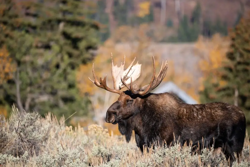 moose hunting alaska with tal adventures lodge