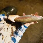 talachulitna river fish species include rainbow trout as shown in the photo
