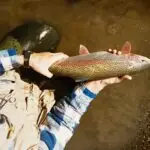 talachulitna river fish species include rainbow trout as shown in the photo