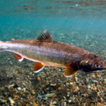 Dolly Varden