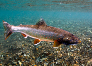Dolly Varden